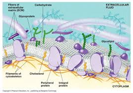 Membran Selstrutur Membran Sel Lengkap Dengan Keterangannya Membran Sel Biologi Sel Biologi