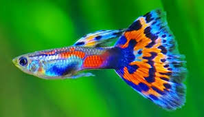 Salah satu yang membuatnya menarik adalah warna mix dari ungu, biru dan hitam pada tubuhnya. 63 Gambar Ikan Gapi Paling Bagus Gambar Pixabay