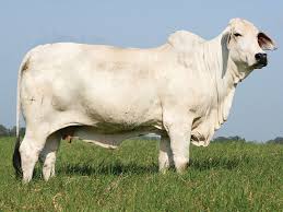 Here you can explore hq brahman cattle transparent illustrations, icons and clipart with filter setting like size, type, color etc. Miss V8 410 6 Ideal Brahman Donor Cow V8 Ranch Brahman Cattle In Hungerford And Boling Texas