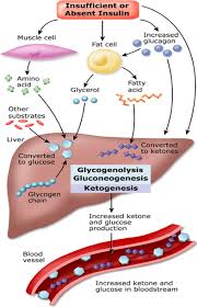 The correction of the acidaemia in dka is achieved by correcting the underlying pathophysiology with. Starvation In The Midst Of Cardiopulmonary Bypass Diabetic Ketoacidosis During Cardiac Surgery Journal Of Cardiothoracic And Vascular Anesthesia