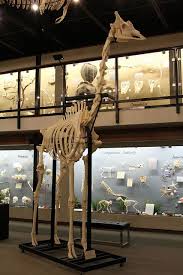 Giraffe Skeleton Osteology Museum Moore Ok Osteology Animal Skeletons Human Skeleton Anatomy