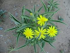 Image result for Osteospermum muricatum