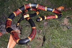 Texas Coral Snake Micrurus Tener Texas Snakes Coral Snake Snake