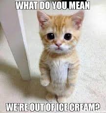What Do You Mean We39re Out Of Ice Cream Meme 43998 Jpg 600 642 Cute Animals Funny Animal Pictures Cute Animal Pictures