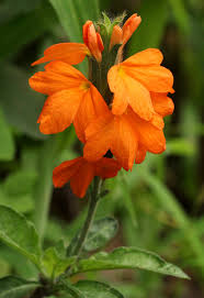 Image result for Crossandra mucronata