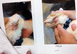The Successful Treatment Of Feline Miliary Dermatitis Stem Cell Safari