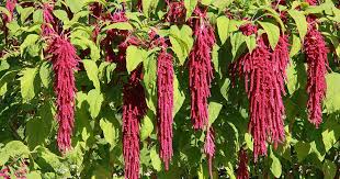 Image result for Amaranthus caudatus