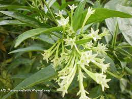 Rath Ki Rani In My Garden In 2021 Leafy Plants Beautiful Flowers Plants