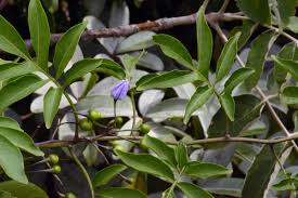 Image result for Solanum seaforthianum