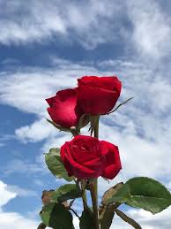 Every day new pictures, screensavers, and only beautiful wallpapers for free. Aesthetic Red Roses Blue Sky Novocom Top