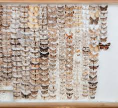 Image result for Entephria polata