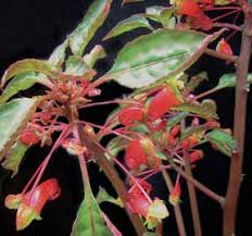 Image result for Impatiens keilii