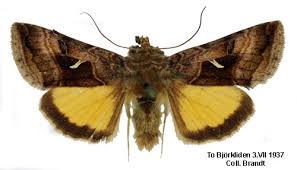 Image result for Syngrapha hochenwarthi