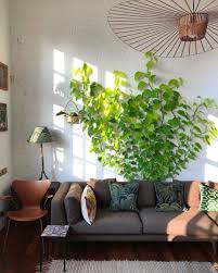 Repost Faq The Name Of The Plant Behind The Couch Is Neon Pothos I Use 3m Outdoor Light Clips To Help I Couch Decor Appartment Decor House Plants Decor