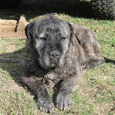 Irish wolfoodles are a large, relatively healthy dog that will typically live between 8 and 12 years. Irish Wolfhound Mastiff Mix The Retriever Dog Wildlife Blog Mastiff Mix Irish Wolfhound Irish Wolfhound Mix