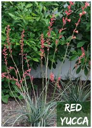Attractive clumps of long grey leaves with a fringe of white hairs down the sides make the hesperaloe red yucca is very cold tolerant making it perfect for accenting landscapes away from the protection of buildings and trees. Red Yucca A Gorgeous Long Blooming Perennial Garden Sanity By Pet Scribbles