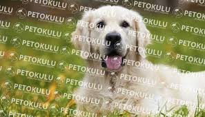 Kopegi Evde Tek Yalniz Kalmaya Alistirma Pet Okulu