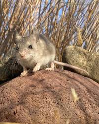 Image result for Oxyrhachis gracillima