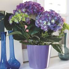 Check spelling or type a new query. Hydrangea Indoors Hydrangea Macrophylla My Garden Life