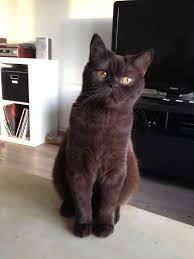 While not overly affectionate, the british shorthair tends to get along just fine with everyone. Hermione British Shorthair Chocolate British Shorthair Kitten British Shorthair Cats Cats British Shorthair Kittens