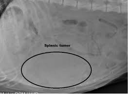 What causes spleen cancer in dogs? The Indications For Medical Management Of Splenic Disease