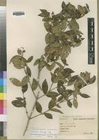 Image result for Strychnos henningsii