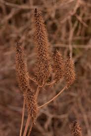 Image result for Pycnostachys