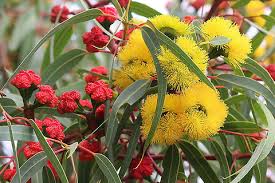 We did not find results for: Illyarrie Eucalyptus Erythrocorys Jungledragon