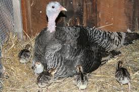 Ever think about raising a turkey or two? Ridley Bronze Lone Wolf Cabin