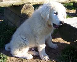 File Polski Owczarek Podhalanski P2 Jpg Wikimedia Commons