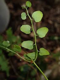 Image result for Lygodium microphyllum