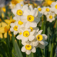 Https Www Colorblends Com Wholesale Flowerbulbs Daffodil Bulbs Miniature Daffodils Minnow Ws5uljch3iu Daffodil Bulbs Daffodils Bulb Flowers