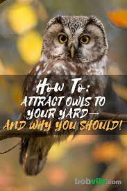 How To Attract Owls To Your Yard And Why You Should Backyard Birds Sanctuary Backyard Birds Watching Backyard Birds