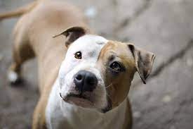 American Staffordshire Terrier Dog Breed Information American Staffordshire Terrier Puppies Staffordshire Terrier American Staffordshire
