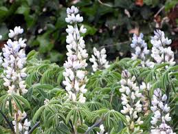 However, lupinus plants are members of the pea family, fabaceae, and like peas the plants actually are capable of fixing nitrogen in the soil. White Lupin Lupinus Albus Inaturalist
