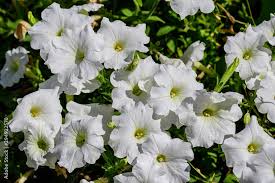 Image result for Petunia axillaris