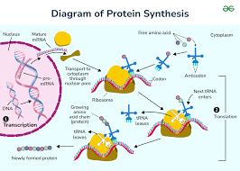 Labeled Diagram of Protein Synthesis - GeeksforGeeks