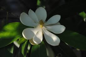 It is also wet site tolerant. Pic Of The Day Magnolia Virginiana Var Australis Green Shadow Jc Raulston Arboretum
