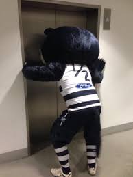 While geelong plans on keeping half cat on as their mascot, along with his new female counterpart clawdia, cats fans have made a petition for sobey to be reinstated. Geelong Cats On Twitter Watch Out Cats Fans Half Cat Is On His Way Up To The Concourse Catattack Http T Co Vahy5poujz