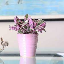 Snow White Purple Waffle Plant From Costa Farms Plant Care Houseplant Pink Plant Indoor Plants