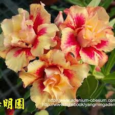 Pin On Adenium