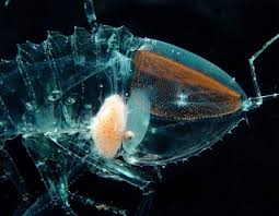 Image result for Cystostemon