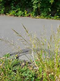 Image result for Elymandra