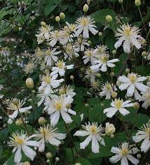 We did not find results for: Jardin Jasmin Clematis Fargesiodes Summer Snow