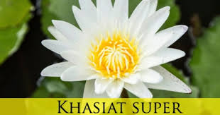 Check spelling or type a new query. Khasiat Super Akar Teratai Kawaii Beauty Japan