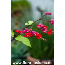 Image result for Clerodendrum toxicarium