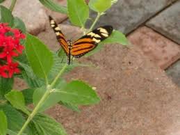 It may have been just chance thing, but sometimes butterflies will land on humans or animals to imbibe their sweat, a useful source of electrolytes for the insects. Orange Yellow Black Butterfly Picture Of Butterfly House Whitehouse Tripadvisor