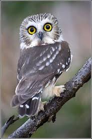 Owl Saw Whet By Earl Reinink Coruja Pelucia Imagens Da Corujas Aves De Estimacao