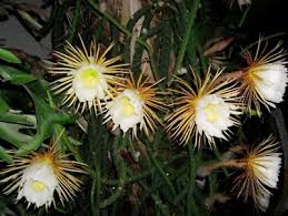 ब्रह्मकमल, pruning & repotting of, a 15 years old night queen, epiphyllum, be the creator. Selenicereus Grandiflorus Queen Of The Night Succulents Network