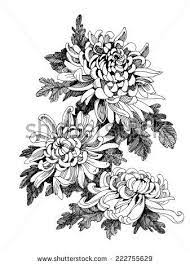 Hand Drawing Chrysanthemum Flower Vector Illustration Buy This Vector On Shutterstock Find Other Peonies Tattoo Chrysanthemum Tattoo Chrysanthemum Drawing